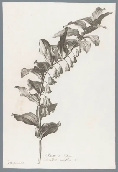 Gewone salomonszegel