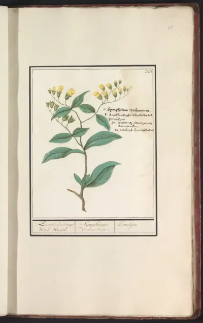 Gewone smeerwortel (Symphytum officinale)