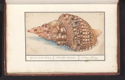 Gewone tritonshoren (Charonia tritonis)