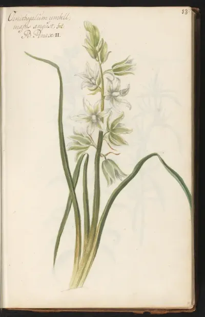 Gewone vogelmelk (Ornithogalum umbellatum)