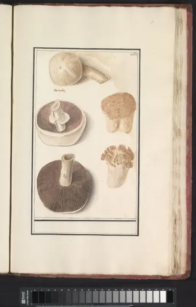 Gewone weidechampignon (Agaricus campestris)