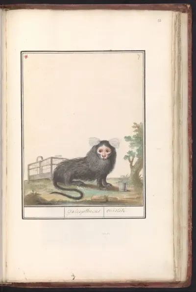 Gewoon penseelaapje of witpluimoeistitie (Callithrix jacchus)
