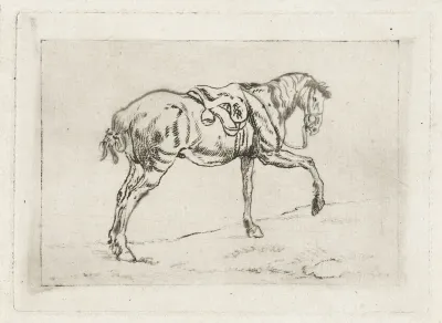 Gezadeld paard