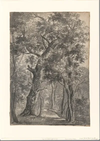 Gezicht in bos