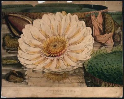 Giant water lily (Victoria amazonica): an expanded flower with surrounding leaves and buds