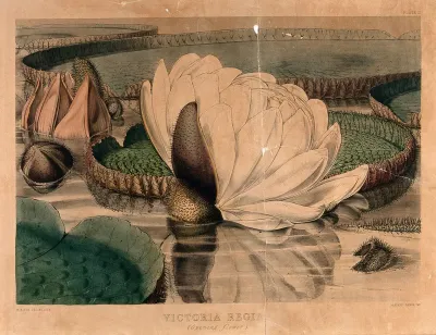 Giant water lily (Victoria amazonica): an opening flower with surrounding leaves and buds