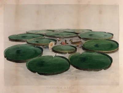 Giant water lily (Victoria amazonica): entire flowering plant with floating leaves