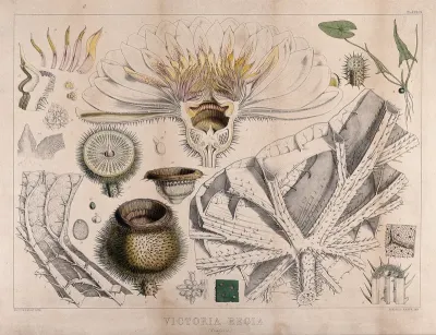 Giant water lily (Victoria amazonica): twenty one different anatomical segments of the plant