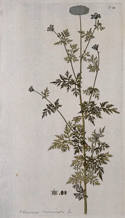 Giêng sàng (Ligusticum monnieri Calest.): flowering stem with separate flower, fruit and seed
