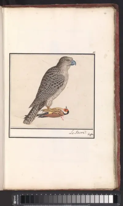Giervalk (Falco rusticolus)