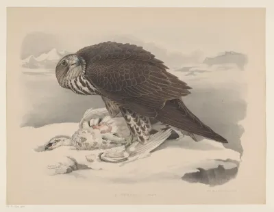 Giervalk met sneeuwhoen