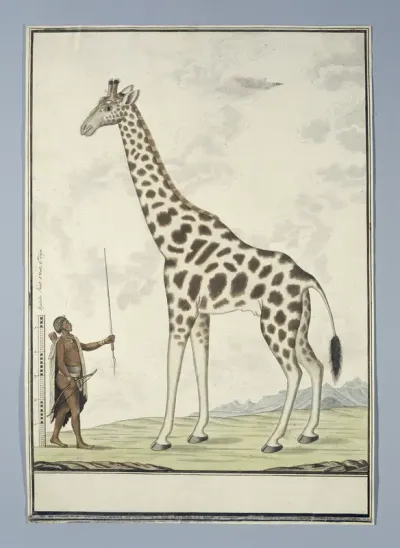 Giraffa camelopardalis (Giraf)
