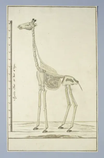 Giraffa camelopardalis (Giraffe), skeleton