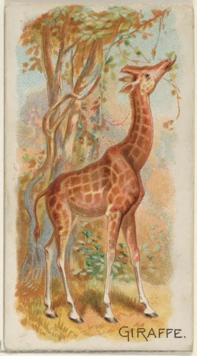 Giraffe, from the Quadrupeds series (N21) for Allen & Ginter Cigarettes