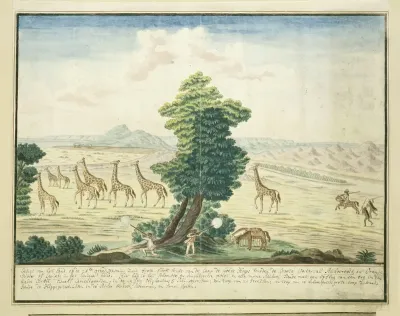 Giraffe-hunt near the Orange River in the vicinity of the Augrabies Falls on the Orange River