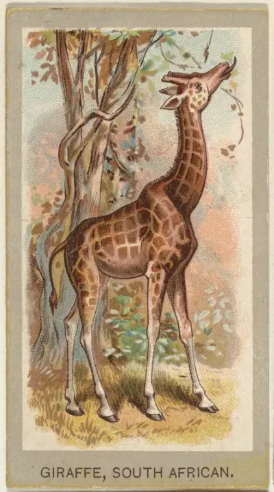 Giraffe, South African, from the Animals of the World series (T180), issued by Abdul Cigarettes