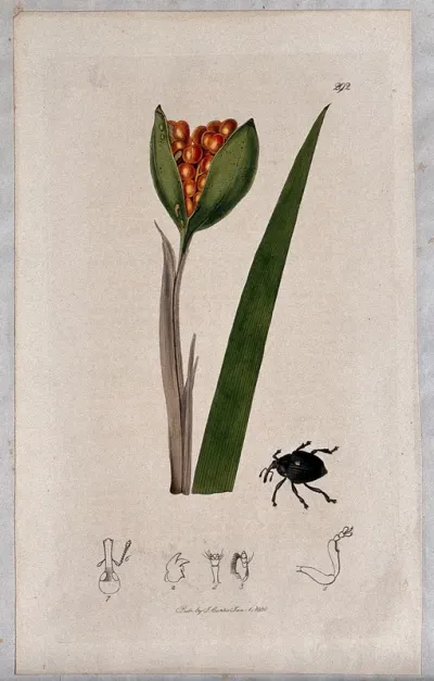 Gladdon or stinking iris (Iris foetidissima) with an insect and its abdominal segments