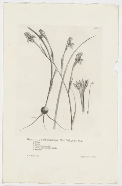 Gladiolus angustus