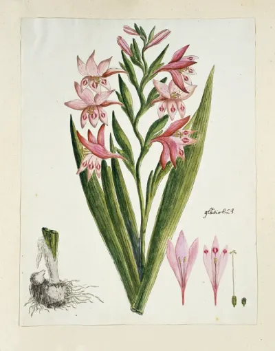 Gladiolus carneus D. Delarochev