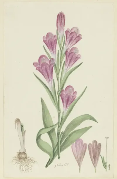 Gladiolus caryphyllaceus (Burm,f.) Poir.