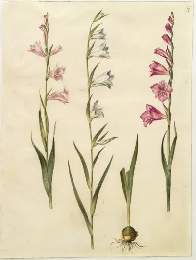 Gladiolus communis (almindelig gladiolus)