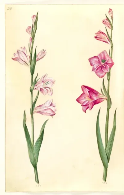 Gladiolus communis