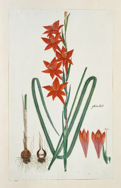 Gladiolus watsonius Thunb. (Watsonia hysterantha)