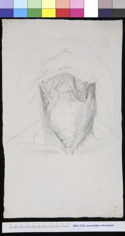 Glands in the neck