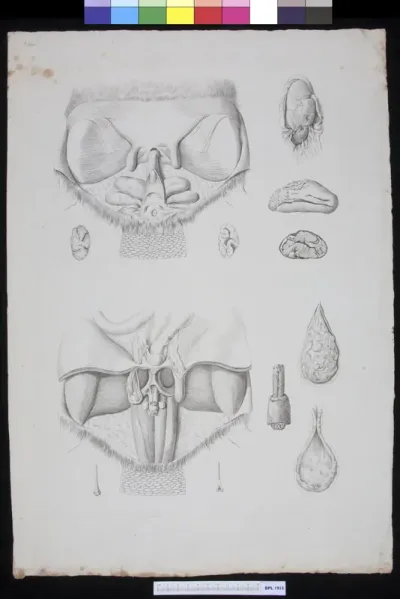 Glands of a beaver