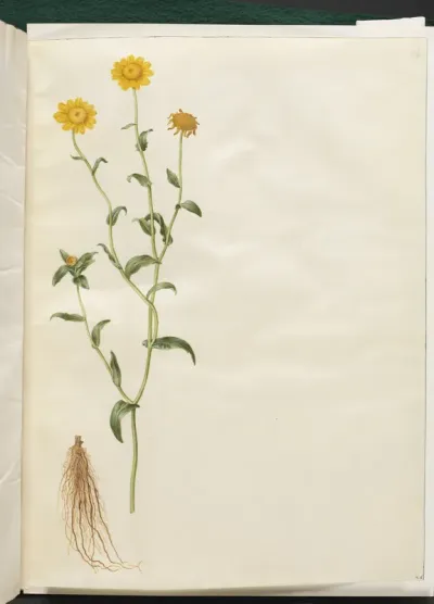 Glebionis segetum (gul okseøje)