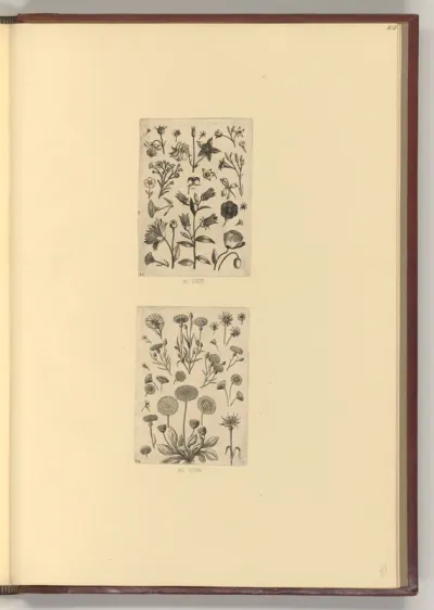 Glockenblume; Kornblume