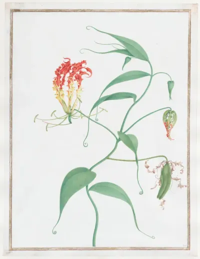 Gloriosa Superba (Climbing Lily)