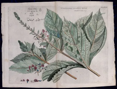 Glory Bower (Clerodendron serratum Spreng.): two flowering shoots, infloresence and sections of flower, seed and fruit