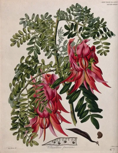 Glory pea (Clianthus puniceus): flowering stem, pod and seed