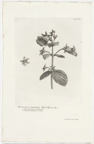 Gloxinia perennis