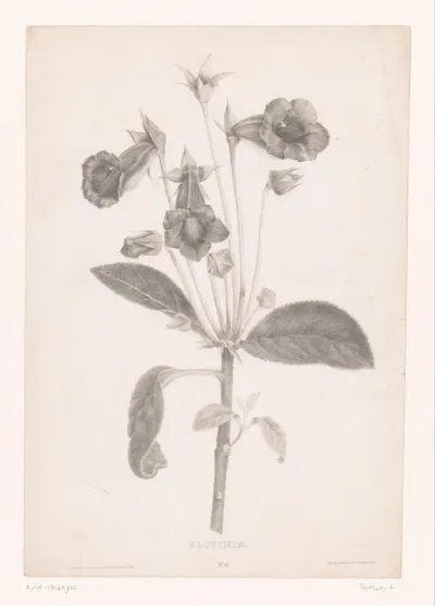 Gloxinia