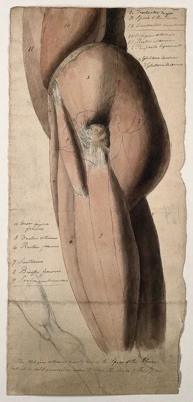 Gluteal and femoral muscles of the leg: side view, with a small pencil sketch of a leg