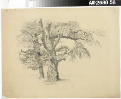Gnarled Old Oaks