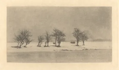 Gnarled Thorn Trees