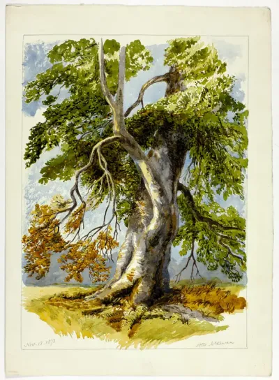 Gnarled Tree