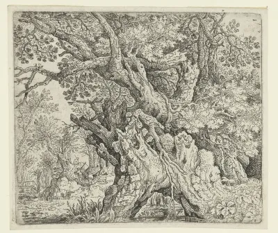 Gnarled Trees near the Water