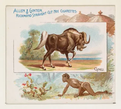 Gnu, from Quadrupeds series (N41) for Allen & Ginter Cigarettes