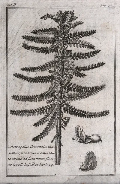 Goat's thorn (Astragalus christianus): flowering stem and floral segments