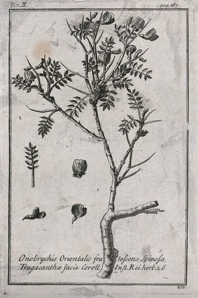 Goat's thorn (Astragalus): flowering stem and floral segments
