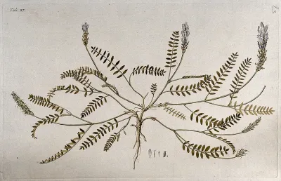 Goat's-thorn (Astragalus sp.): entire flowering and fruiting plant with separate floral segments