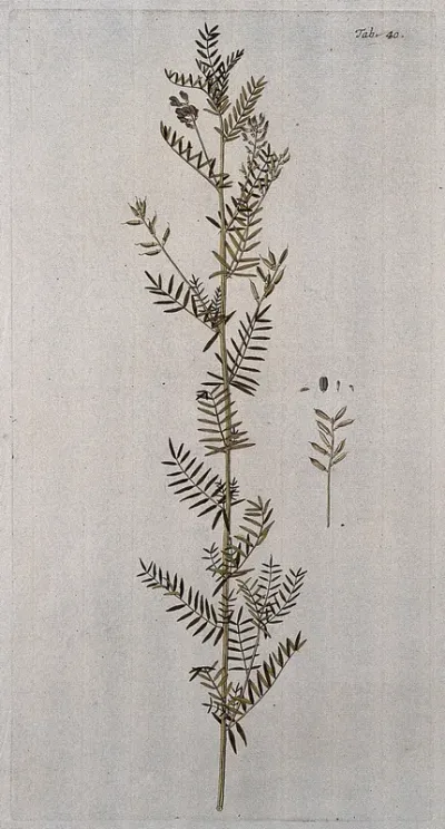 Goat's-thorn (Astragalus sulcatus L.): flowering and fruiting stem with separate fruit and seed