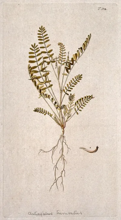 Goat's-thorn (Astragalus trimestris): entire flowering and fruiting plant with separate fruit and seed