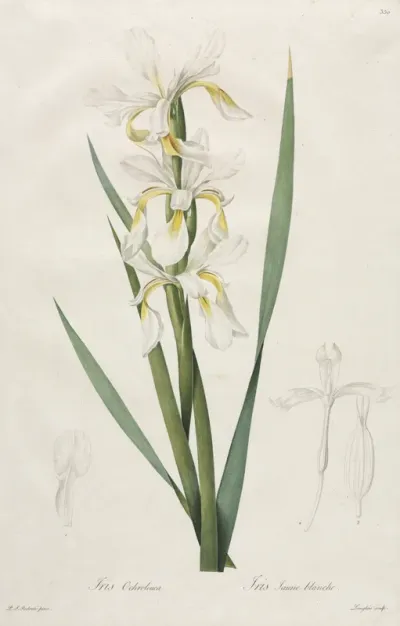 Gold-banded Iris
