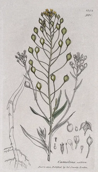 Gold-of-pleasure or false flax (Camelina sativa): flowering stem and floral segments
