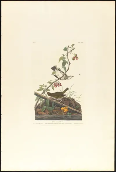 Golden Crowned Thrush